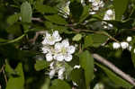 Littlehip hawthorn